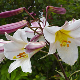 Trumpet shaped Lily 'Regale'